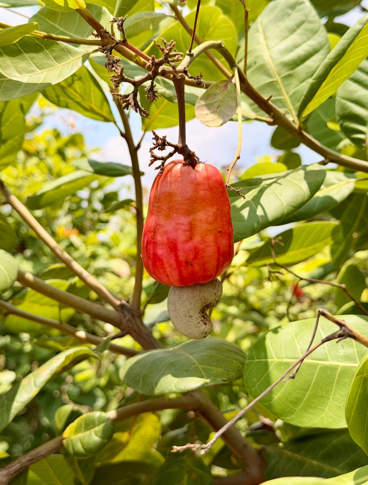 Fresh cashew fruit on the tree in Cambodia