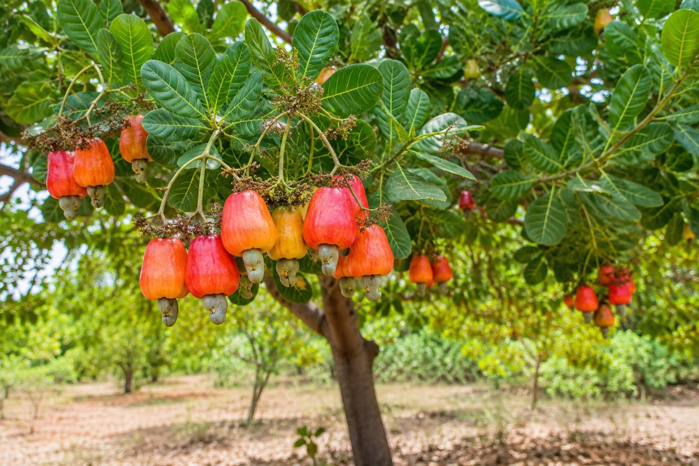 Cashew tree with ripe red cashew apples and nuts in Cambodia